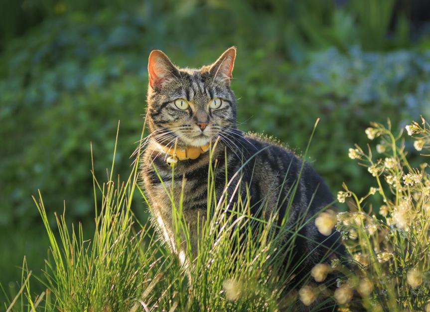 My Cat Has Worms! A Vet's Guide to Diagnosis, Treatment, and Prevention