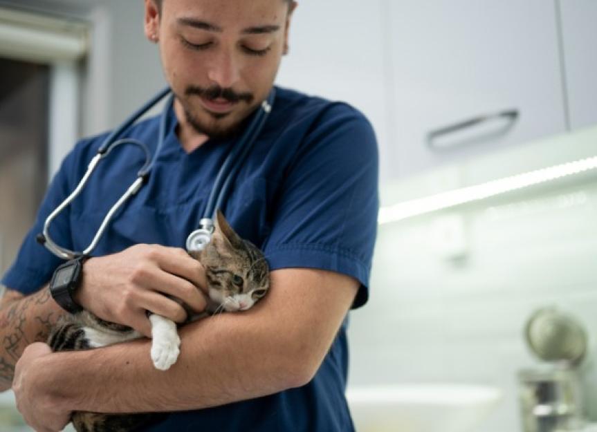 Why is My Cat Suddenly Uncoordinated? Understanding Thiamine (Vitamin B1) Deficiency