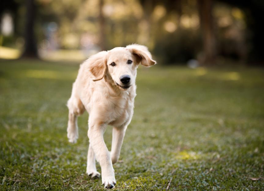 Raising a Confident Pup: Your Guide to 6-12 Month Puppy Care & Training
