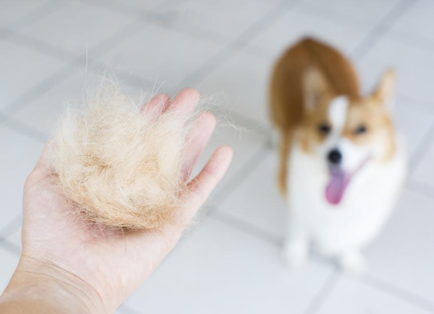 Dog Shedding SOS: Why It's Happening and How to Handle Excessive Hair Loss