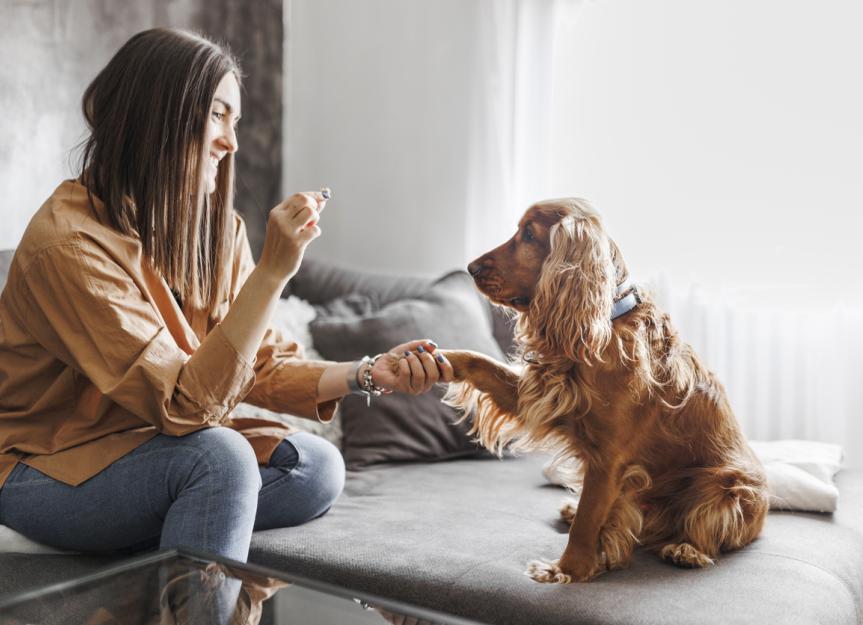 Cat Flea Treatment on Dogs: A Vet's Urgent Warning