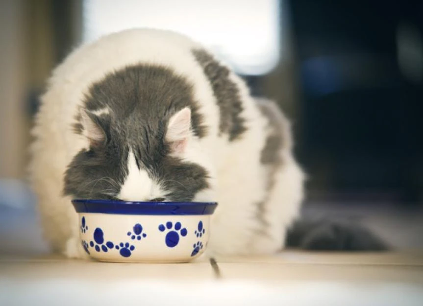 Why Is My Cat Eating Too Fast? Proven Solutions for Regurgitation