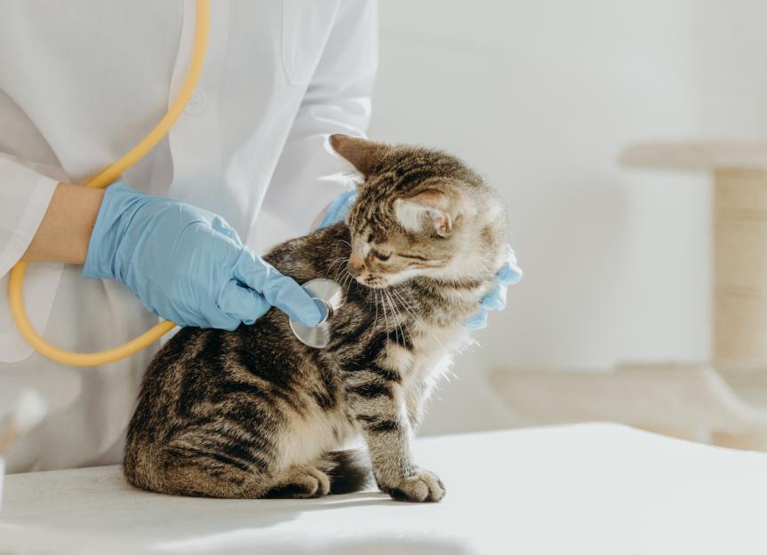 Is it Just a Cat Cold? Understanding and Treating Feline Upper Respiratory Infections