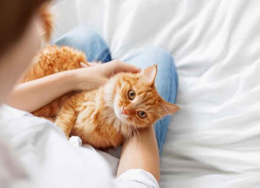 Tamsulosin (Flomax) for Pets: What Owners MUST Know