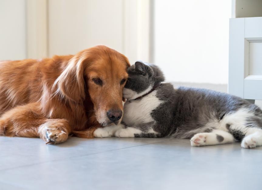 Is the Seresto® Collar Safe? Expert Vet Guide to Flea & Tick Prevention