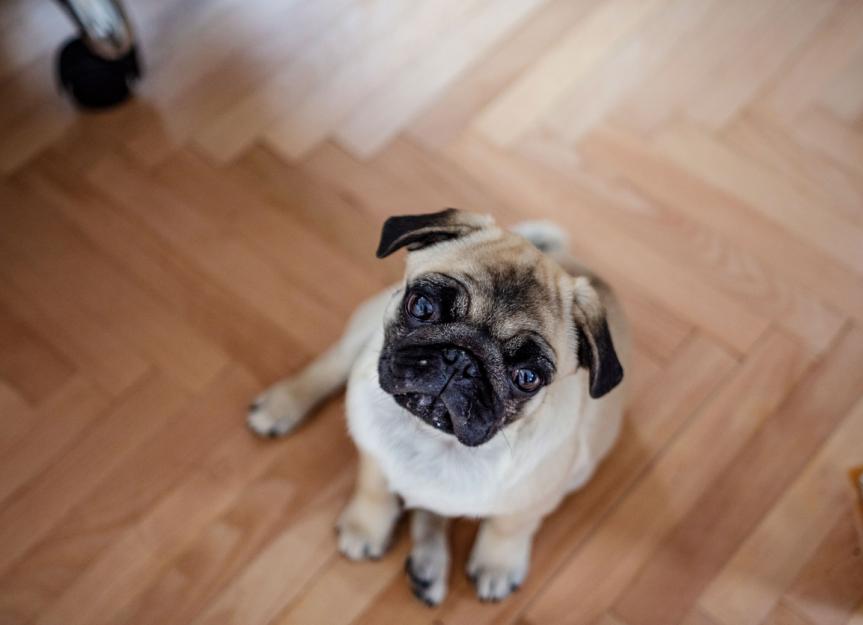 Sniffling, Sneezing, Suffering? Expert Guide to Dog Sinus Infections (Rhinitis)