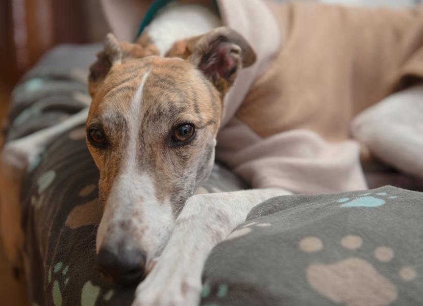 My Dog Ate Silica Gel: A Vet's Honest Guide to Risks and Home Care