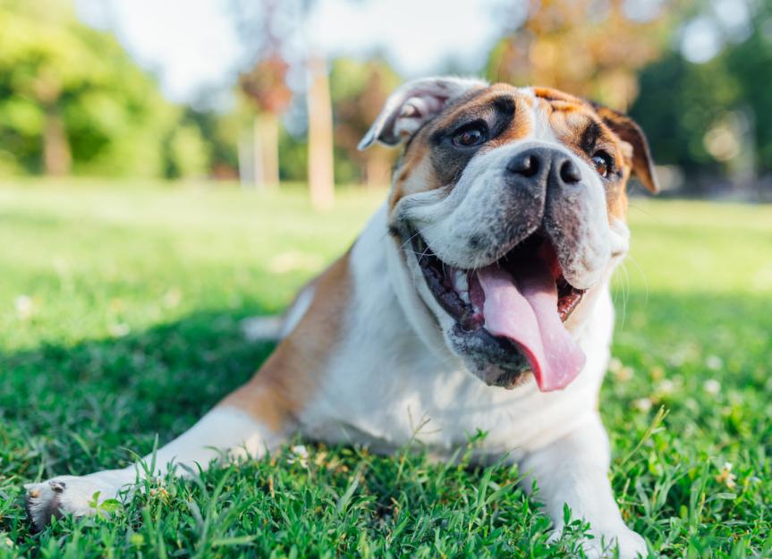 Do Dogs Sweat? Understanding Canine Cooling Mechanisms & Heatstroke