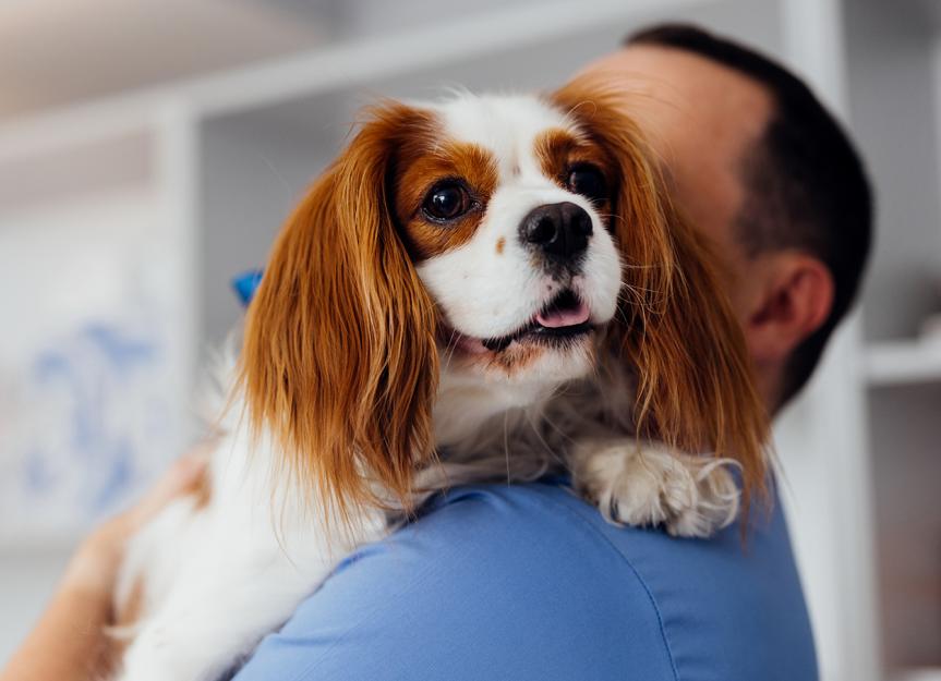 UpCard-CA1 (Torsemide): Is This the Right Heart Medication for My Dog?