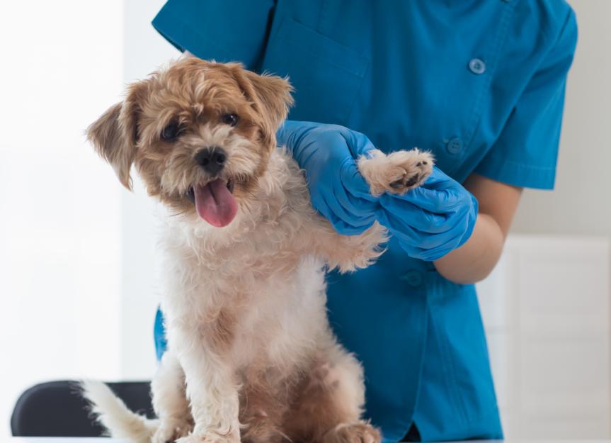 Dog Yeast Infections: Spotting, Treating, and Preventing the Itch