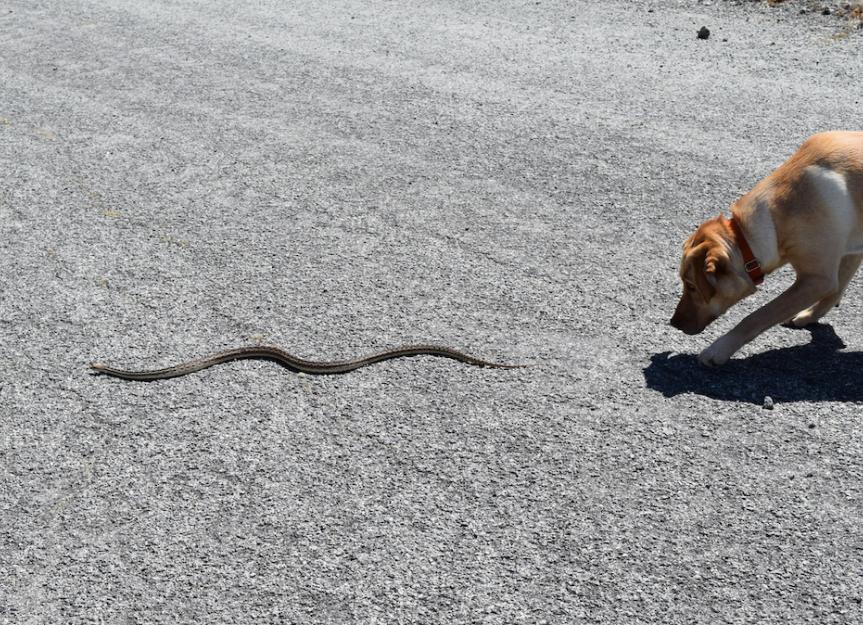 Dog Snake Bite: Symptoms, First Aid, and Expert Vet Treatment