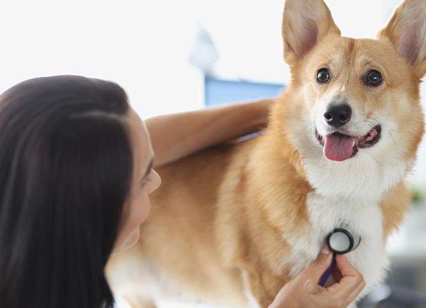 Is Vetmedin the Right Choice for My Dog's Heart? (Pimobendan)