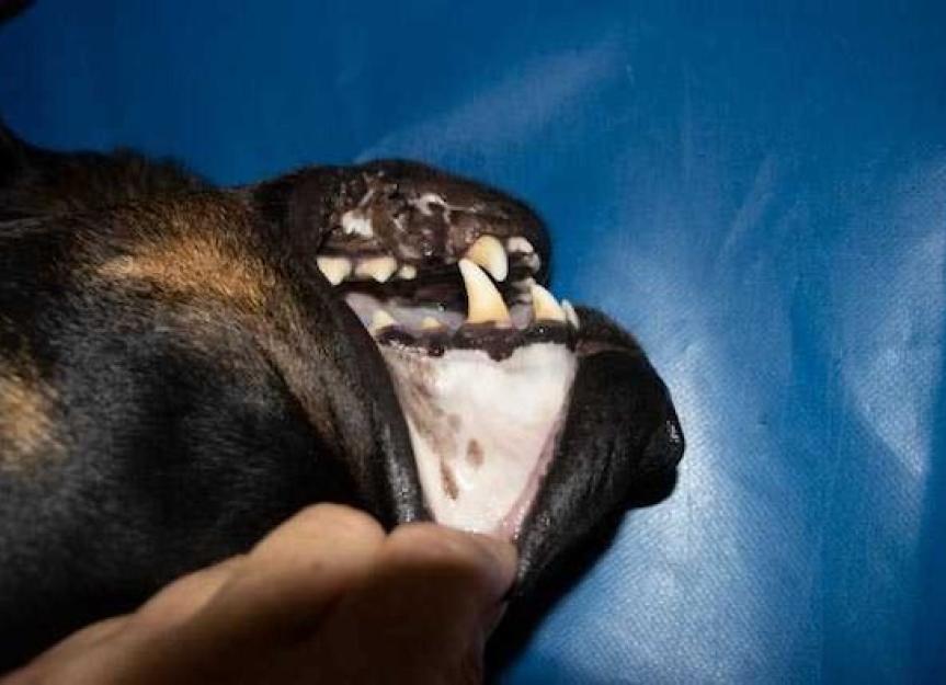 Why Are My Dog's Gums Pale? A Vet's Guide to Causes & Action