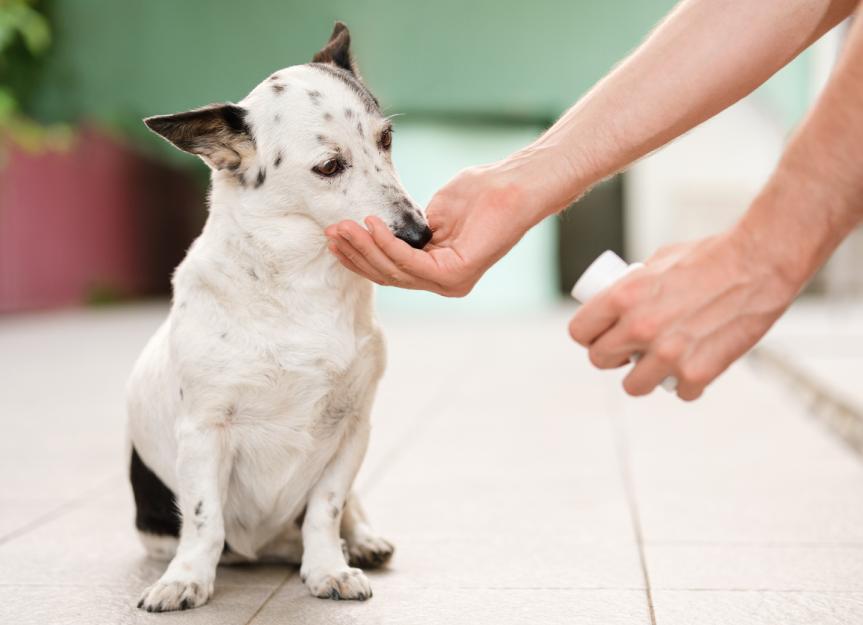 Is Voriconazole the Right Choice for My Dog's Fungal Infection? A Vet's Masterclass