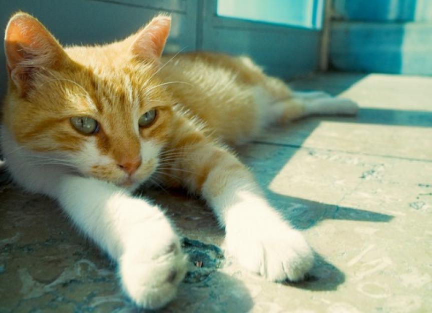 From Alley to Affectionate: Can You Really Turn a Stray Cat into a House Cat?
