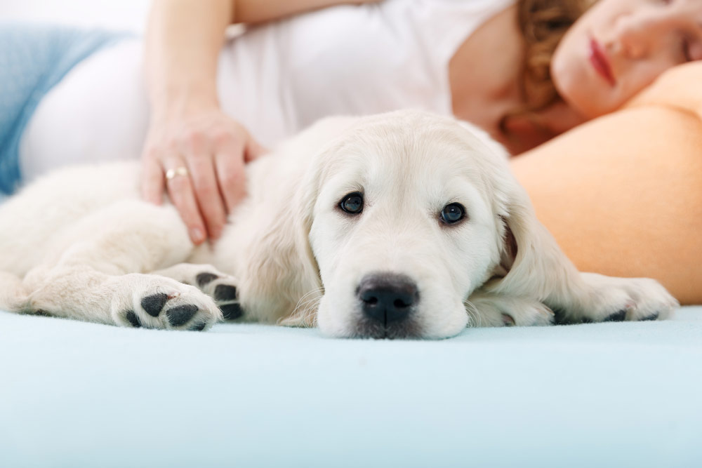 Dog Meets Baby: A Vet's Guide to a Stress-Free Intro