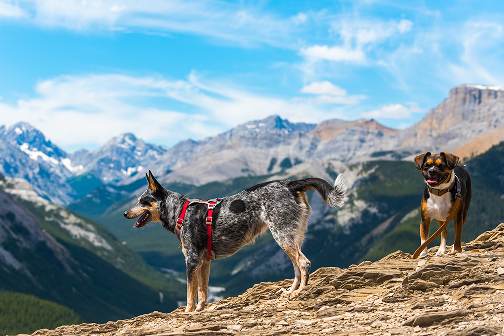 The Ultimate Dog-Friendly Canada Travel Guide: 10 Destinations Your Pup Will Adore