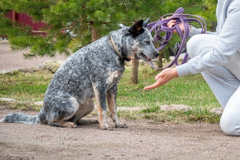 Decoding Operant Conditioning: A Vet's Guide to Dog Training That Works