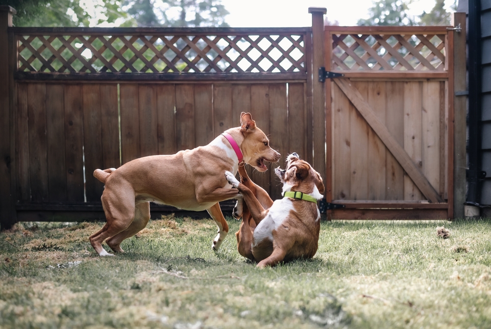 Is Your Dog Too Rough? How to Curb Overexcited Play (Vet-Approved)