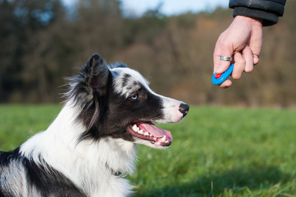 Clicker Training: Is it Right for My Dog? A Vet's Honest Take