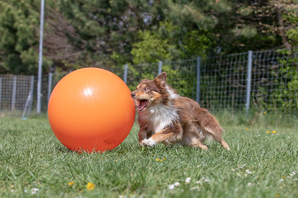 Is Treibball the Right Sport for My Dog? A Vet's Deep Dive