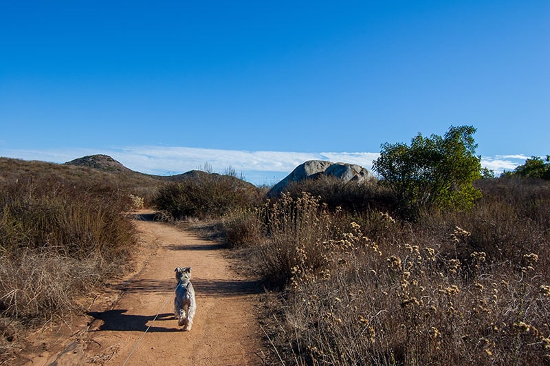San Diego's Best Dog-Friendly Trails: A Vet's Guide to Safe Hiking