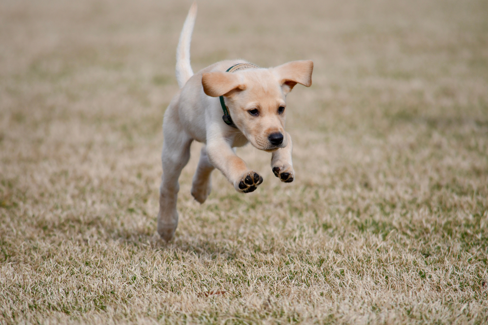 Why Is My Dog Bunny Hopping? Decoding the Jumps, Vet Insights