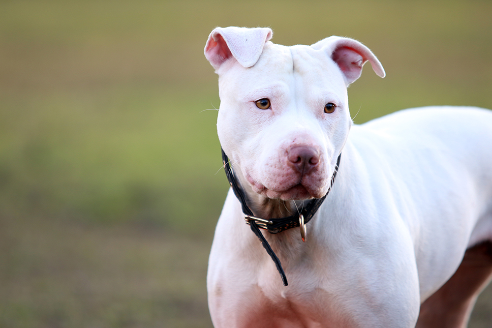 Beyond Brindle: Decoding the Rainbow of Pit Bull Colors & Markings