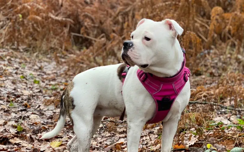 Pitbulls: From Fighting Pits to Hunting Fields - Understanding Breed History and High Prey Drive