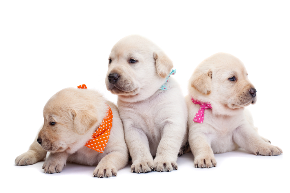 Is Pup Scouts Worth It? A Vet's-Eye View on Dog Socialization & Enrichment