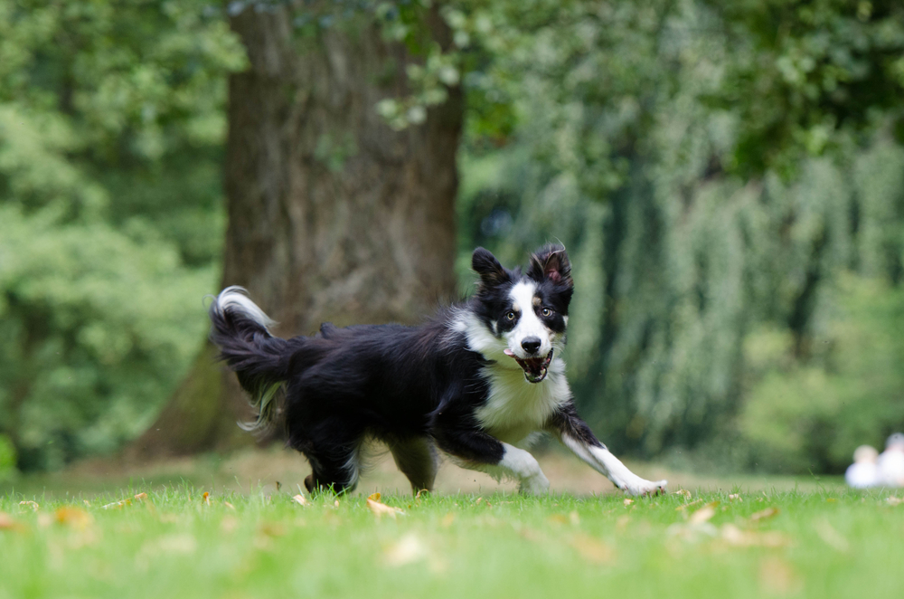 Why Is My Border Collie Shedding So Much? Expert Tips & Solutions