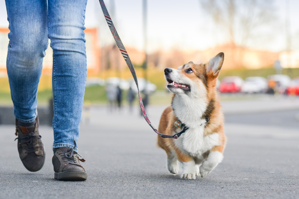 Frustrated by Leash-Pulling? Vet-Approved Loose-Leash Dog Walking Masterclass
