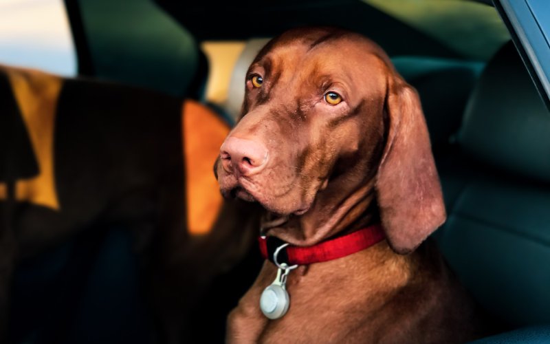 Is a Pet Taxi Right for You? Dog Transportation Options Explained