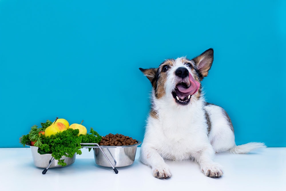 Is a Vegan Diet Safe for My Dog? Expert Vet Advice on Plant-Based Nutrition