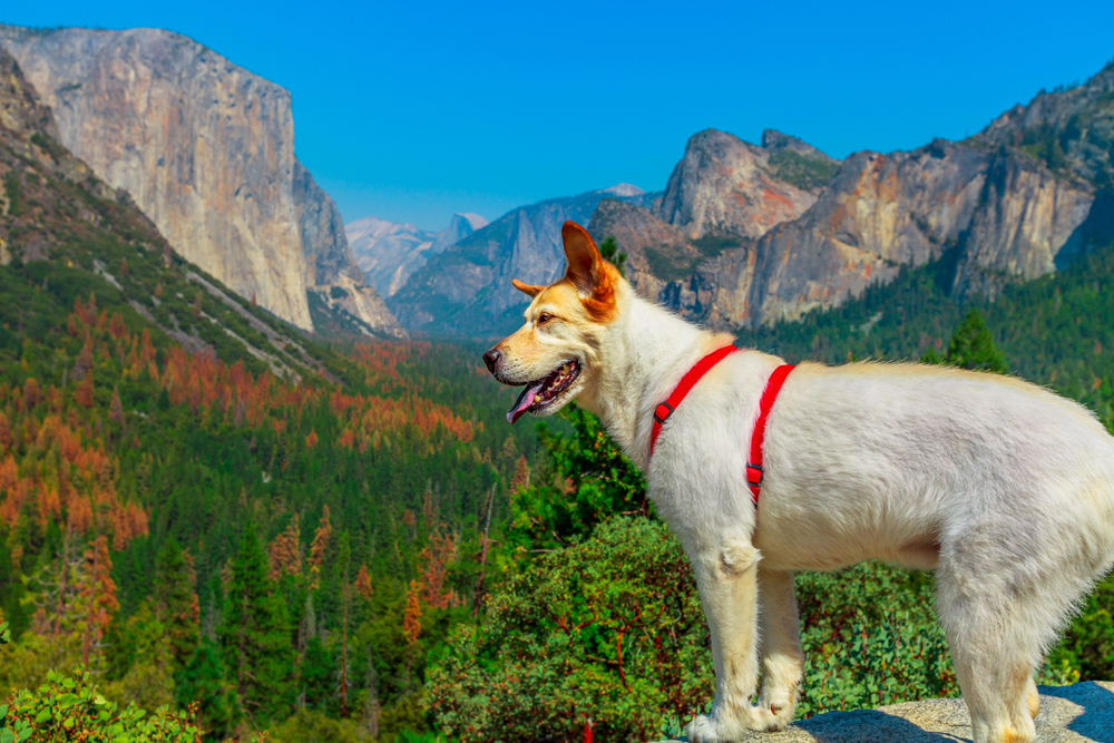 Yosemite with Your Dog: 6 Tail-Wagging Trails (and Essential Safety Tips)
