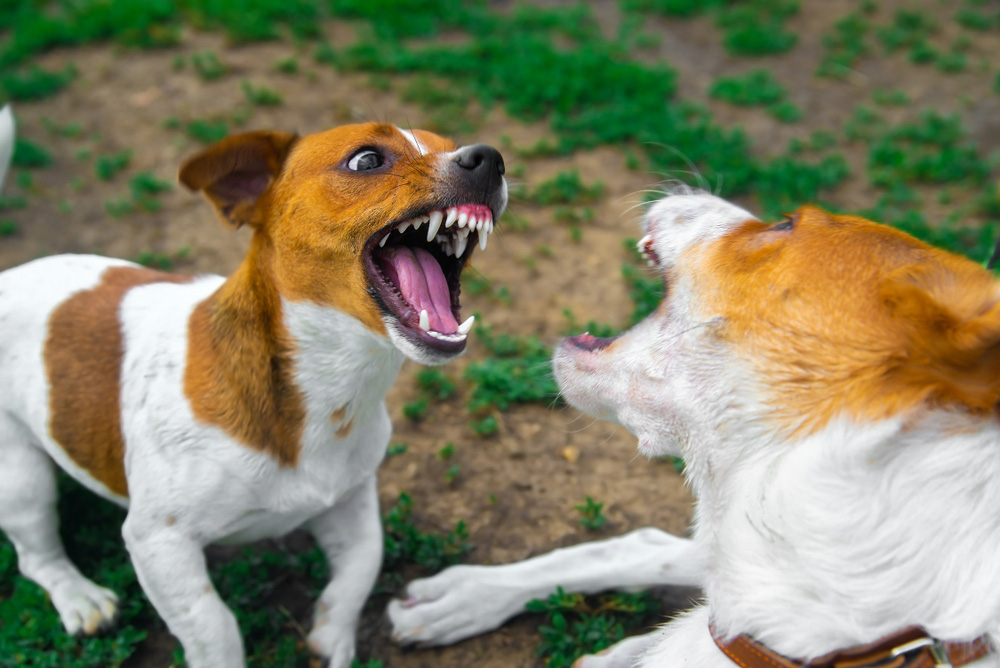 Solving Sibling Rivalry: How to Stop Dog Fights in a Multi-Dog Home