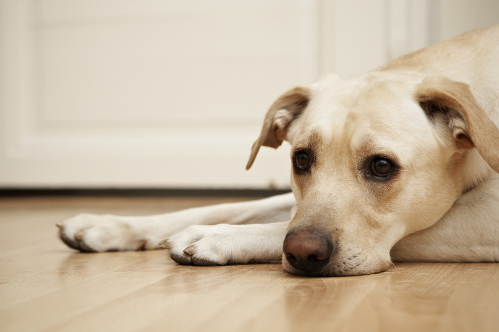 Decoding the 'Guilty Dog' Look: Understanding Canine Behavior & Emotions
