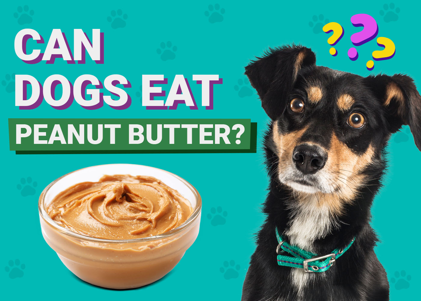 Can Dogs Eat Peanuts? A Vet's Deep-Dive into Safety, Risks, and Smart Snacking