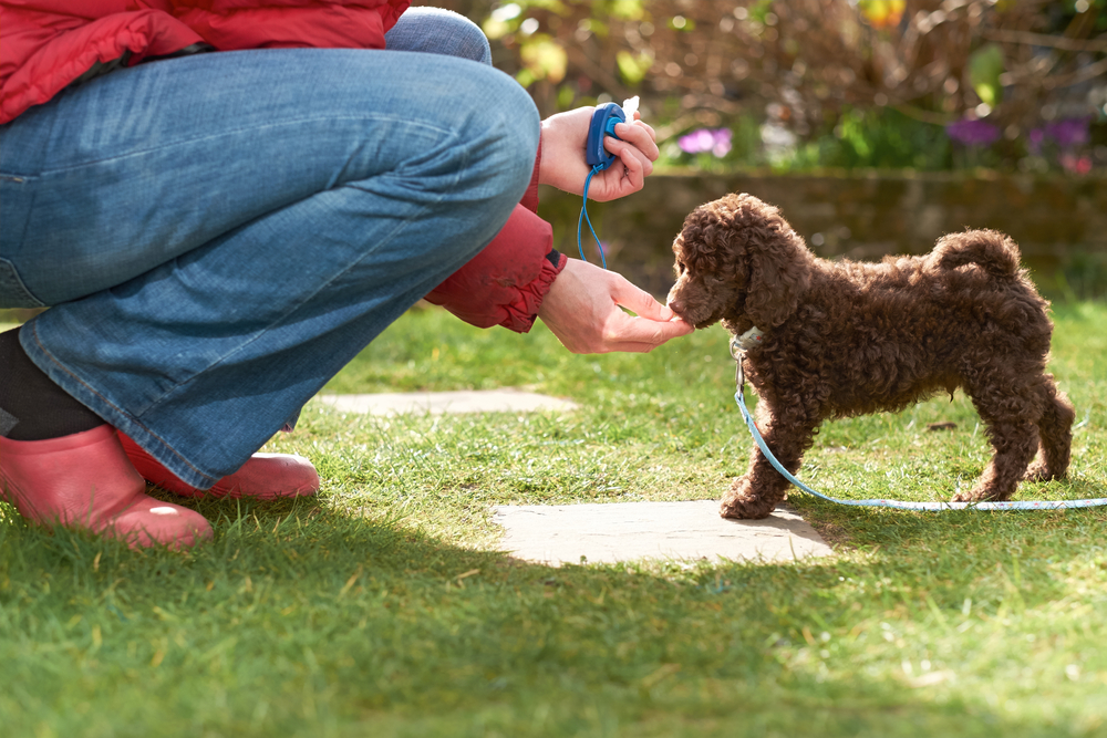 Are Petco Dog Training Classes Worth It? Cost, Risks, and What to Expect