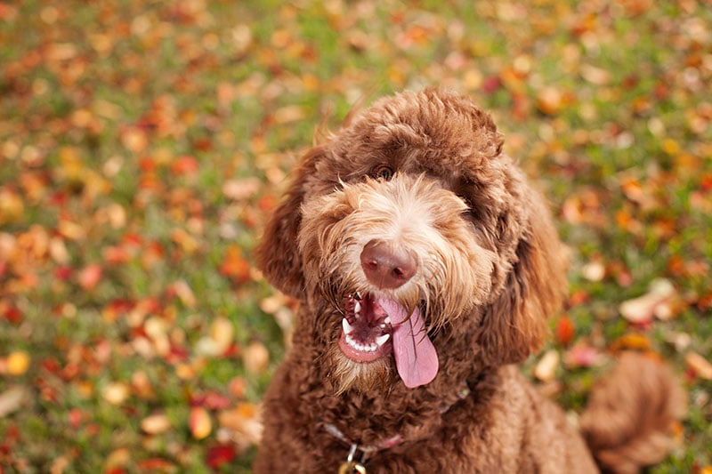 Beyond the Hype: 10 Fascinating Labradoodle Facts You Need to Know