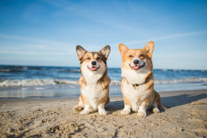 Ultimate Guide to Dog-Friendly Vacations in the US: Top 10 Destinations for 2025