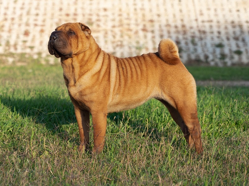 Decoding Shar-Pei Colors: A Vet's Guide to 20 Stunning Coats