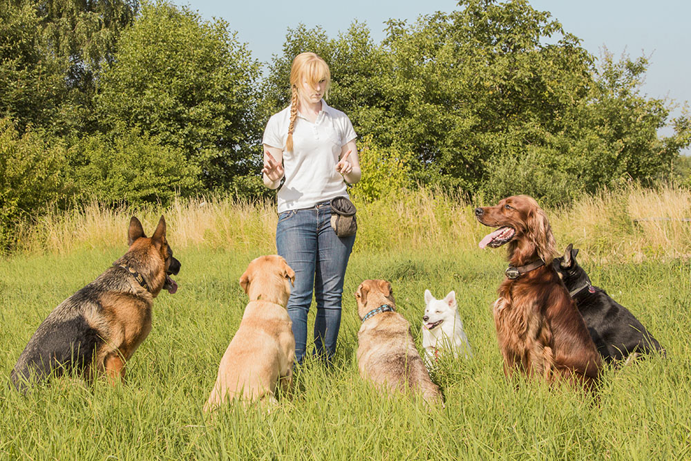 Beyond the Alpha: 5 Modern Dog Training Methods for a Harmonious Home
