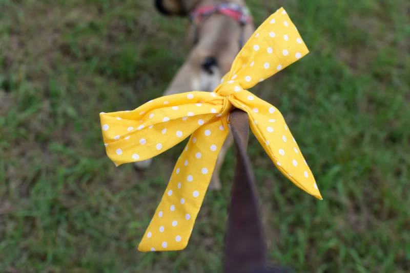 Decoding the Yellow Ribbon on a Dog Leash: What It Really Means (and How to Help)
