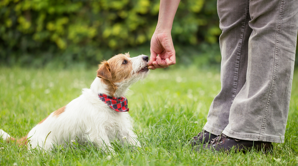 Mastering Dog Treat Etiquette: A Vet's Guide to Safe & Polite Treating