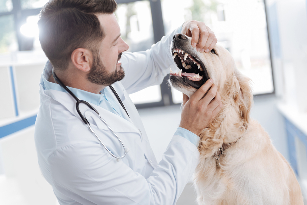 Why is My Dog Missing Teeth? 5 Vet-Approved Reasons & Home-Care