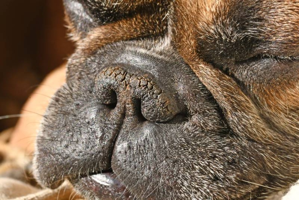 My Dog's Nose is Chapped! Vet-Approved Care & Causes