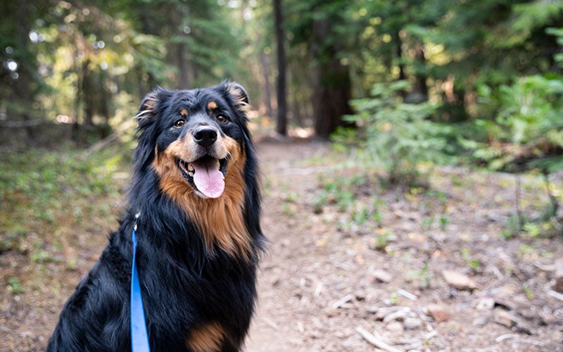 Paws on the Path: Discovering the Best Dog-Friendly Hiking Trails in Oregon