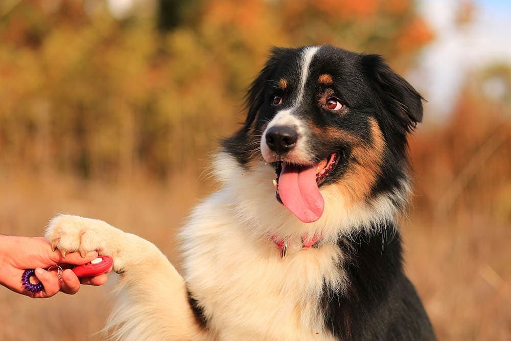 Clicker Training Masterclass: Vet-Approved Guide to Easy Dog Commands