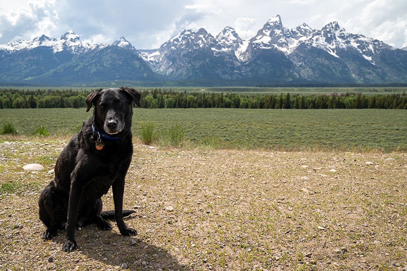 Grand Teton with Your Dog? Navigating Pet Travel Restrictions (2025)
